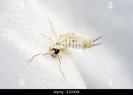 Un fungo entomopathogenic (un parassita degli insetti) emerge da un comune infetti Earwig, Forficula auricularia, UK. Foto Stock