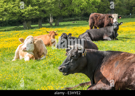 Numerose mucche vicino sul pascolo pubblico/terra comune giacente in renoncules uno con corna (2 di 4 ) Foto Stock