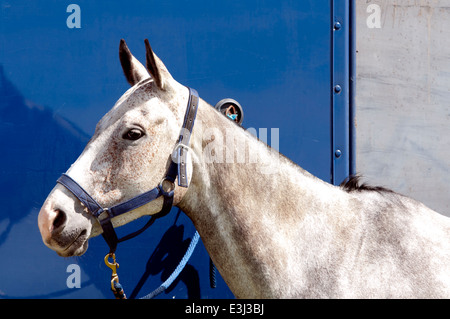 Un polo grigia pony collegato a una scatola di cavallo. Foto Stock