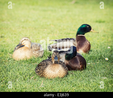 Piccolo gruppo di le anatre bastarde sul prato verde. Foto Stock