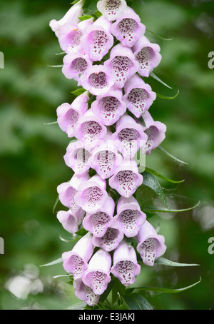 Rosa foxglove comune, Digitalis purpurea. Foto Stock