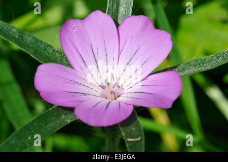 Corncockle - Agrostemma githago rari seminativi fiore selvatico Foto Stock