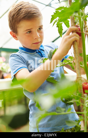 La raccolta del ragazzo cresciuto in casa i pomodori di serra Foto Stock