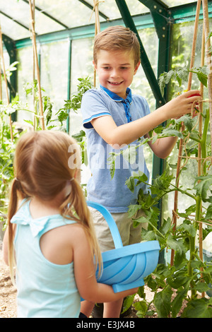 I bambini la raccolta di pomodori cresciuti in casa in serra Foto Stock