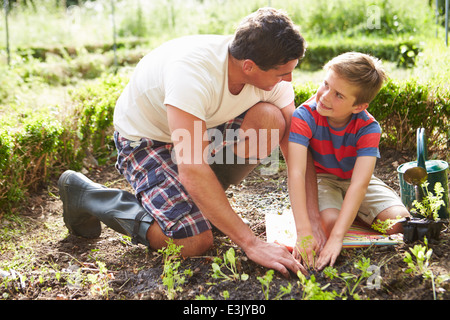 Padre e Figlio di piantare la piantina in massa sul riparto Foto Stock