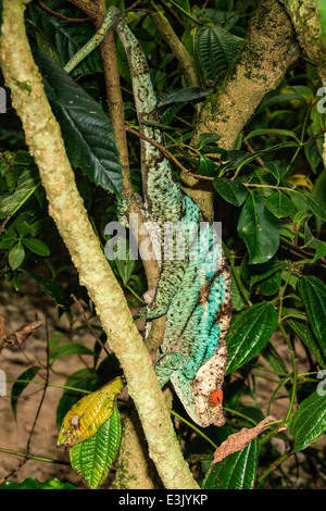 Madagascar, Parson's chameleon (Calumma parsonii) Foto Stock