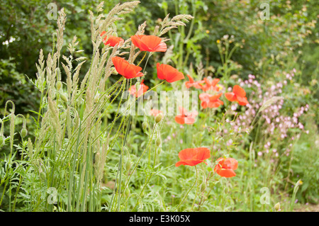 Bellissima Country Manor House garden in bloom. letti di fiori che conduce giù per un sentiero di ghiaia per la casa. Foto Stock