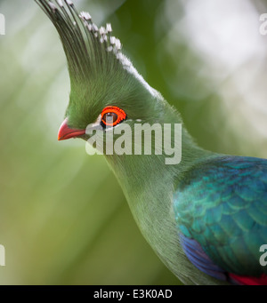 Colpo alla testa di un Schalow's's Turaco (Tauraco schalowi) Foto Stock