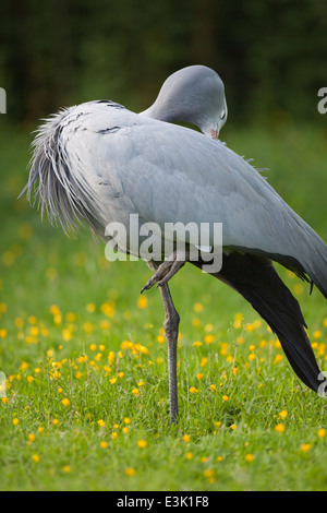 Blu, il paradiso o Stanley gru (Anthropoides paradisaea). Preening. La piuma e piumaggio cura e manutenzione. Permanente degli adulti. Foto Stock