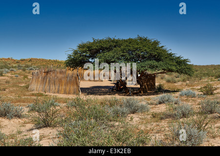 San o i Boscimani village, Kgalagadi Parco transfrontaliero, il Kalahari, Sud Africa, Botswana, Africa Foto Stock