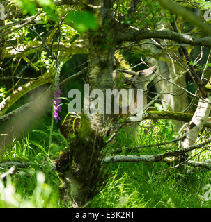 Un Daino Buck all Murlough Bay County Antrim Irlanda del Nord Foto Stock