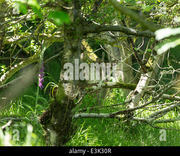 Un Daino Buck all Murlough Bay County Antrim Irlanda del Nord Foto Stock