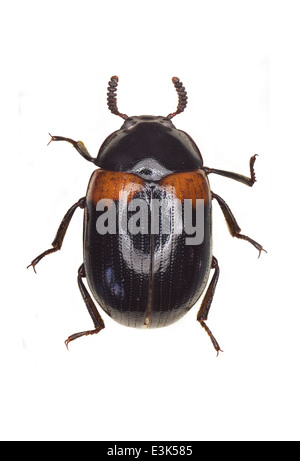 Coleoptera; Tenebrionidae; Diaperis boleti; Linnaeus 1758; Foto Stock