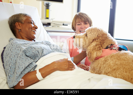 Pet Therapy cane visitando Senior paziente femmina in ospedale Foto Stock