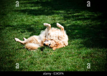 La laminazione del cane in erba Foto Stock