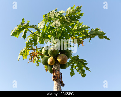 La sezione superiore di un albero di papaia contro un cielo blu che mostra le foglie ed i frutti di un po' di frutta con rot e macchie Foto Stock