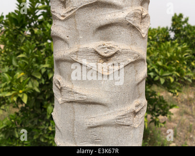 In prossimità di una zona della corteccia di una papaia tronco di albero Foto Stock