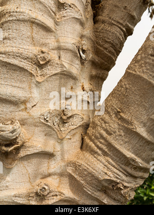 In prossimità di una zona della corteccia di una papaia tronco di albero Foto Stock