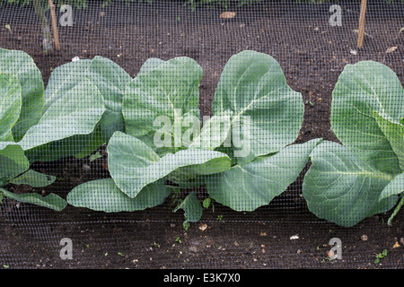 Brassica oleracea. Cavoli Oxheart sotto il netting in un orto Foto Stock