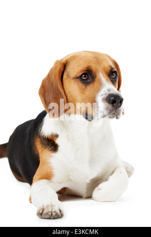 Ritratto in studio di Beagle giacente cane contro uno sfondo bianco Foto Stock