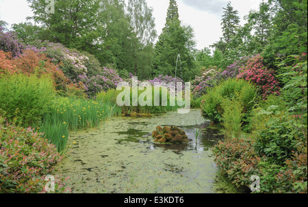 Primavera Fioritura Rhodododendri e Lillies sul bordo di un lago nei Terreni di Tatton Park, Knutsford, Cheshire, Inghilterra, Regno Unito Foto Stock