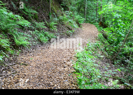 Passway di legno nella foresta. Sigulda. Foto Stock