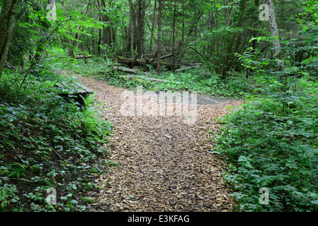 Passway di legno nella foresta. Sigulda. Foto Stock