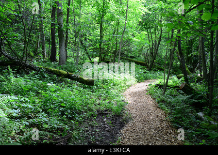 Passway di legno nella foresta. Sigulda. Foto Stock