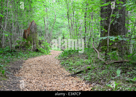 Passway di legno nella foresta. Sigulda. Foto Stock