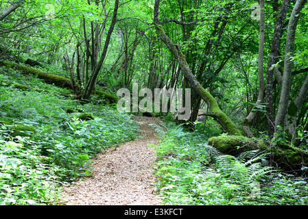 Passway di legno nella foresta. Sigulda. Foto Stock