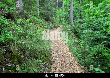 Passway di legno nella foresta. Sigulda. Foto Stock