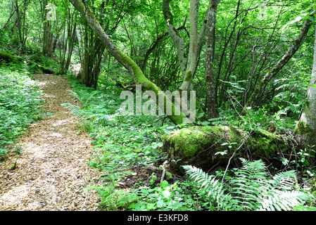 Passway di legno nella foresta. Sigulda. Foto Stock