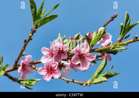 Rami con bella rosa pesca fiori fioriscono in primavera contro il cielo blu Foto Stock