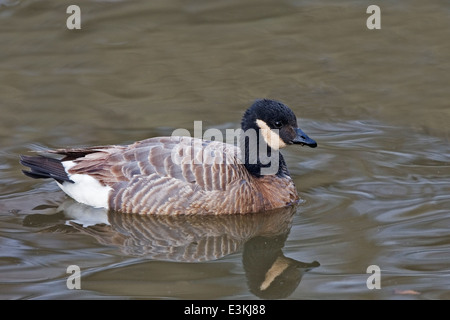 Cackling Goose, Branta hutchinsii, nuoto Foto Stock