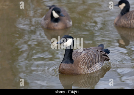 Gruppo di Cackling Oche, Branta hutchinsii Foto Stock