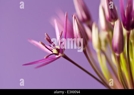 Primo fiore di un spuntato Allium (Allium) testa Foto Stock