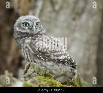 Captive Piccolo gufo appollaiato sulla cima della vecchia quercia moncone in Jedforest #0059 Foto Stock