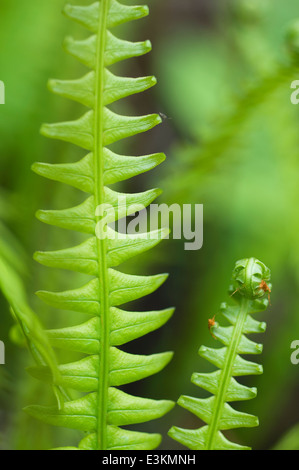 Disco - felce Blechnum spicant Foto Stock