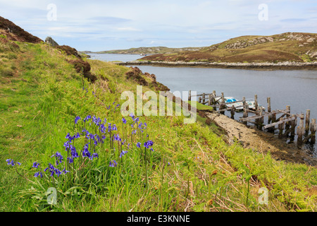 Scena costiere con Bluebells crescendo sulla costa da Loch Sgioport, Sud Uist, Ebridi Esterne, Western Isles, Scozia, Regno Unito, Gran Bretagna Foto Stock