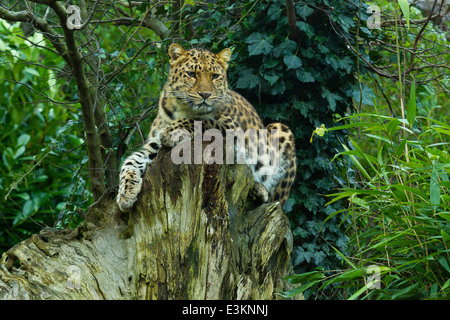 Estremamente raro leopardo di Amur (Panthera Pardus orientalis) sul ceppo di albero Foto Stock