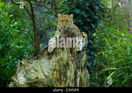 Estremamente raro leopardo di Amur (Panthera Pardus orientalis) sul ceppo di albero Foto Stock