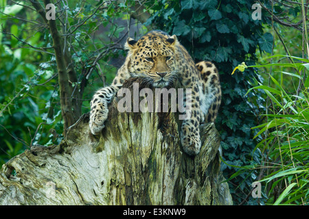 Estremamente raro leopardo di Amur (Panthera Pardus orientalis) sul ceppo di albero Foto Stock