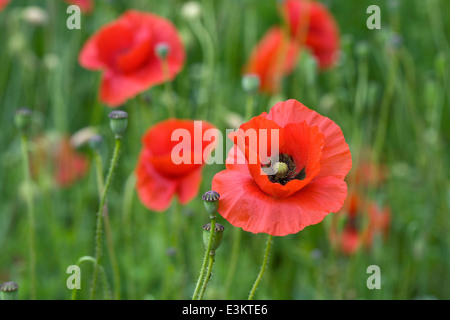 Papaver rhoeas. Poppies in crescita in un prato di fiori selvaggi. Foto Stock