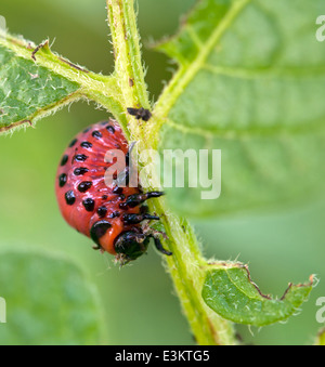 Il Colorado potato beetle larve. Close up Foto Stock