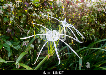 Bella bianca spider lily, Hymenocallis littoralis, con il suo distintivo lunga spindly delicati petali in crescita in un lussureggiante giardino di Bali Foto Stock