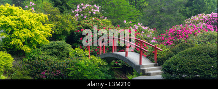 Seattle, WA Kubota garden city park, luna Bridge circondato dalla fioritura di rododendri, archi su stagno su Mapes creek Foto Stock