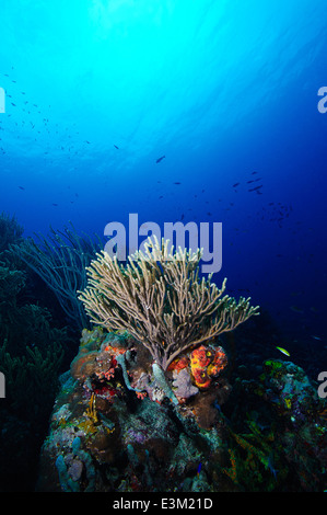 Un gonfio-manopola gorgonia candelabro su una scogliera in Bonaire, a sud il mare dei Caraibi, Antille olandesi. Foto Stock