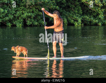 Cane va stand up paddle surfing con il proprietario sul fiume Hanalei in Kauai Foto Stock