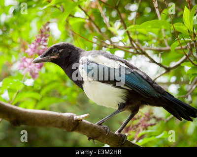 Un Black-fatturati Gazza (Pica hudsonia) neonata (Età: circa 3-4 settimane) in Edmonton, Alberta, Canada. Foto Stock