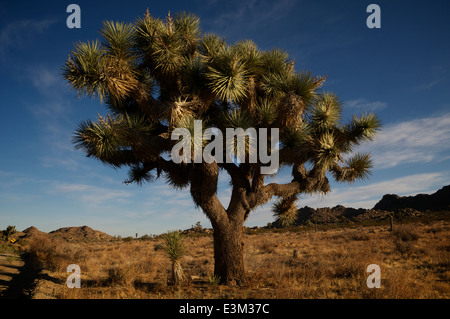 Mattina sole che splende su un Joshua tree in California il parco nazionale di Joshua Tree. Foto Stock